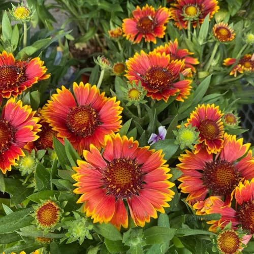 Semillas de escarapela, Gaillardia, escarapela Gaillardia pulchella, de otoño siembra perenne semillas de pradera 500pcs