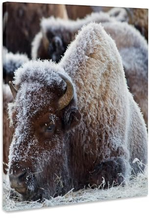 3dRose Wyoming, Yellowstone National Park, Bison herd in geyser basin. Museum Grade Canvas Wrap 11x14