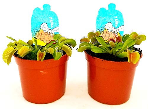 POWERS TO FLOWERS - DIONAEA MUSCIPULA 2 PIANTE, VASO 9CM, piante vere