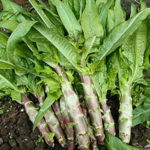 semillas de ensalada de espárragos, decoración jardín exterior, ensalada espárragos orgánicos Comprar semillas invierno orgánicas 300pcs