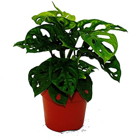 Feuille de fenêtre - Monstera Monkey Mask - Pot de 12cm