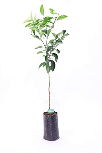 AMDGarden Pianta di Arancio Tarocco Sanguinello Arancia Rossa Sempreverde in Vaso 18cm Agrumi di Sicilia h 130cm