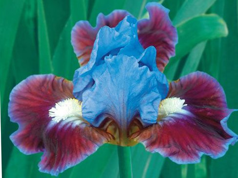 Bearded Iris Assorted Colors Elegant Mix, Root, Bulb, Plant. Flowering Rhizome, SeedsBulbsPlants&More