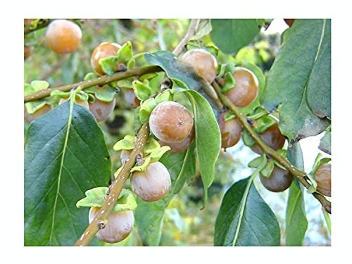 2X Hardy Edible Fruit, Date Plum Tree, DIOSPYROS Lotus, Sweet Fruits, 15cm Starter Plant in an 8cm Pot