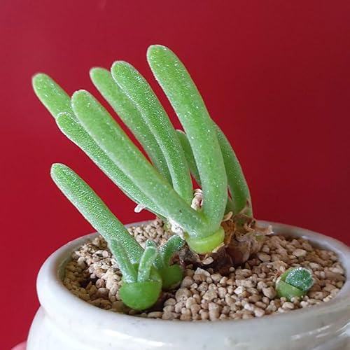 Monilaria moniliformis Graines - Sunnyplants, Bunny Ear Graines, Graines de Lithops, Graines Succulentes, Graines de Pierres Vivantes, Lithops, Graines Lithop, Lithop, Graines Mesembs (20)