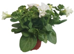 DECOALIVE Petunia con Flores Blancas - Perfecta para Jardines y Maceteros