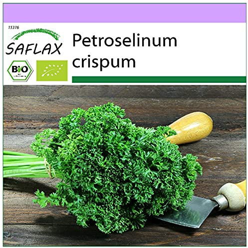 SAFLAX - BIO - Persil frisé - 800 graines - Petroselinum crispum