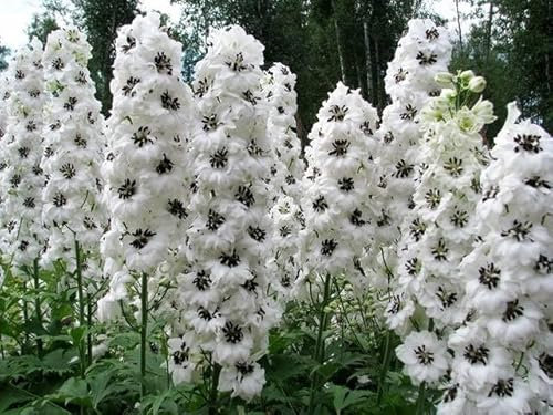 Rittersporn 'White with Dark Bee' Riesen Delphinium 15 Samen,mehrjährige Staude