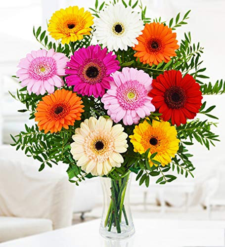 Gerberas Sensacionales - Ramo de Flores – Regalo Fresco para Cumpleaños o Día de la Madre – Arreglo de Lujo con Entrega al Día Siguiente – Sorpresa Elegante para Ella