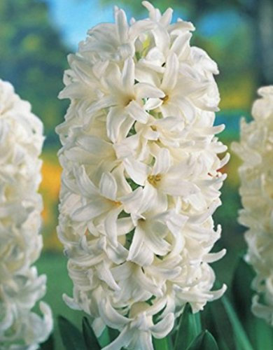 5 Hyazinthen White duftend Blumenzwiebeln