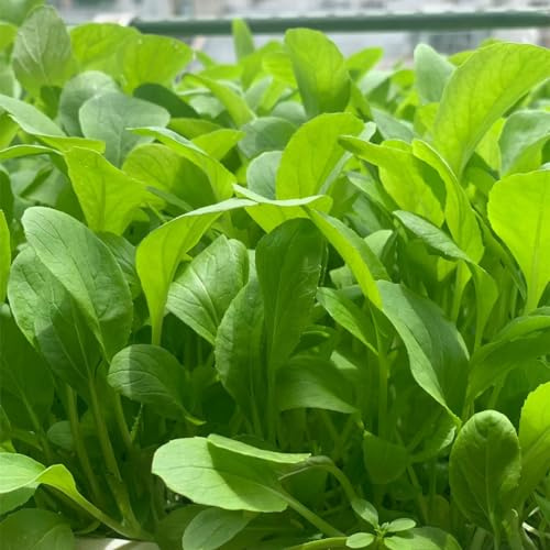 Pack of 2000 Brassica Rapa Chinensis Seeds, Pakchoi Seeds, Chinese White Cabbage, Vegetable Seeds for Planting