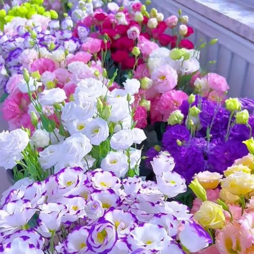 2000 semi di campanula di diversi colori, adatti per la semina in inverno,