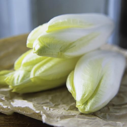 cicoria semi di resistenti radicchio di orticoli decorazione balcone giardino rocce 200pcs
