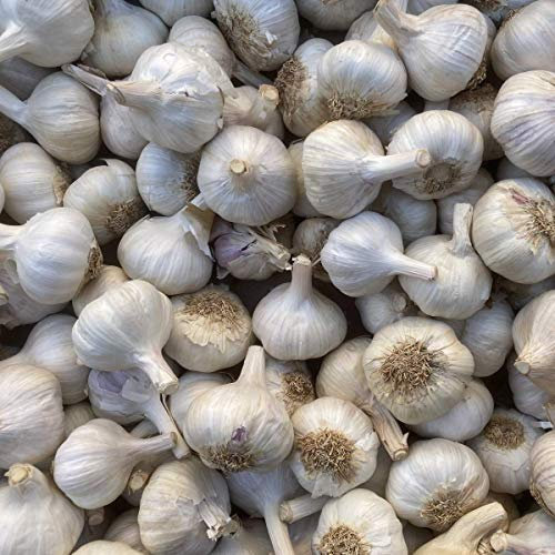 Pflanzknoblauch weiß Steckknoblauch Knoblauch (1 Kg)