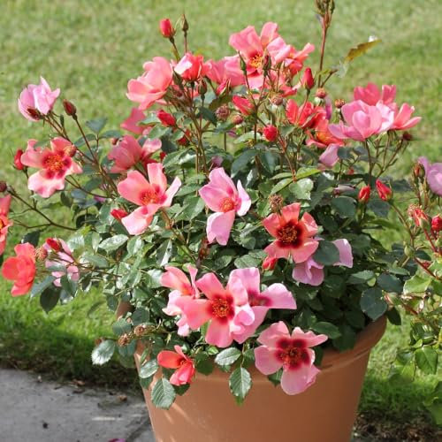 for Your Eyes Only Rose - Continuous Blooms, Unique Flowers, Compact Growth - Perfect Ground Cover - Subtle Scent - Easy-to-Grow Rose Plant for Year-Round Elegance - 2X Bareroots by Thompson & Morgan