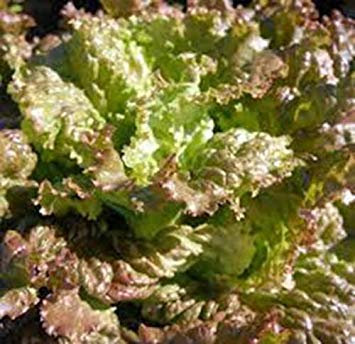 Rouge laitue Romaine semences, Heirloom, Organique, Non ogm, 500 graines, semences Jardin