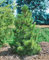 Pinus cembra 30-40 cm - Zirbelkiefer, immergrün, duftende Nadeln, ideal für Hecken und Einzelstellung, winterhart und pflegeleicht