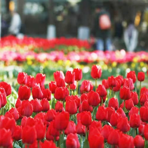 tulpen zwiebeln, tulpenzwiebeln winterhart mehrjährig Balkonblumen winterhart, KüBelpflanzen Balkonpflanzen topfpflanzen outdoor zimmerpflanzen Stauden tulpenzwiebel Balkon Deko indoor 12pcs