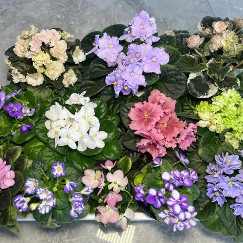 150 pcs usambaraveilchen pflanze samen - Saintpaulia ionantha - gartenblumen, winterharte pflanzen sommerblumen samen, nachhaltige geschenke für frauen blumensaat, balkonpflanzen