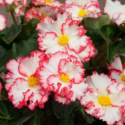 Begonie Crispa Marginata Weiß-Rot | 3 Stück | Knolle | Topfpflanze | Geeignet für Kübel | Rot | Weiß | 100% Blütegarantie | QFB Gardening