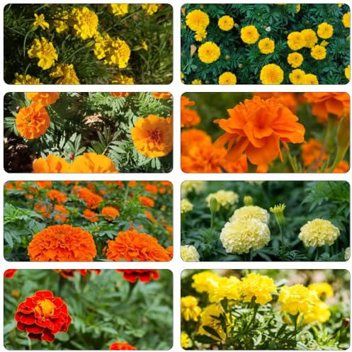 semi di tagete - semi di resistente primavera giardino interni ufficio balcone con parterre selvatico 800pcs