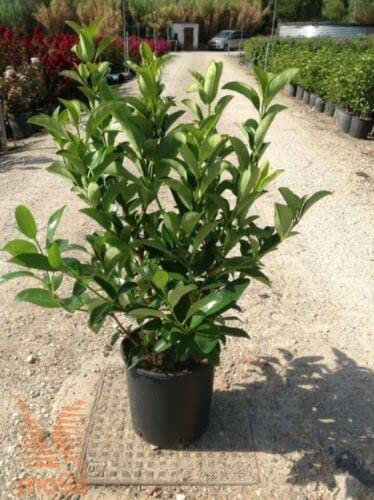 Viburno lucido “Viburnum lucidum”, Pianta in vaso ø8 cm, Pianta da siepe sempreverde Vivaio di Castelletto