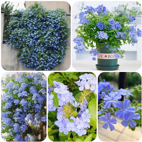 Semi di Plumbago Auriculata, Semi di plumbago, Ceratostigma plumbaginoides, rare giardino esotici semi di campo 50pcs