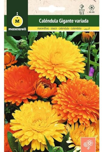 Mascarell Semillas, CALENDULA GIGANTE VARIADA, Semillas Caléndula Gigante, Colores Variados Amarillos y Naranjas, Altura 20-50 Cm, Semillas de Flores Exterior para Decoración, 3 Gramos