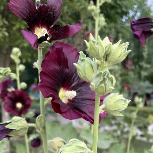 semi di malvarosa resistenti per il giardino biologici di malvarosa primaverile, selvatici tappezzante perenne resistente 1200pcs