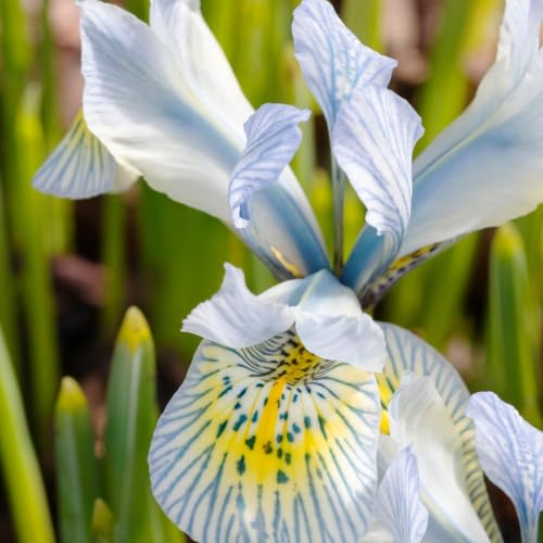 Iris Katharine Hodgkin – Dwarf Variety with Patterned Petals - Pack of 15 Bulbs Size 06/07 by Thompson and Morgan
