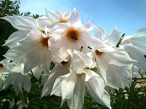 Dahlia Imperialis 'Alba' Bell Tree Dahlia White Giant Dahlia 5 Fresh Seeds