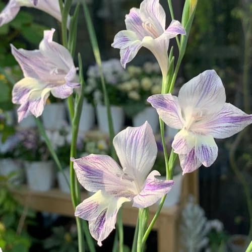 gladiolos gladiolo - cubresuelos, resistentes, de primavera raras, largo período,Cultivando jardín en un balcón, 16bulbos