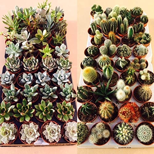 Succulent and Cactus Plant Mix - 20 Plants - 10 Succulent Plants - 10 Cactus, in 5.5cm Pots