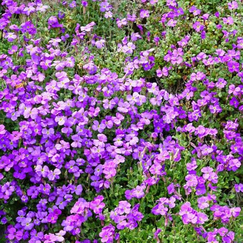 1000 Pcs Graines d’Arabis Alpina, Fleurs Vivaces, Germination Rapide, Idéales pour Jardin, Balcon et Rive