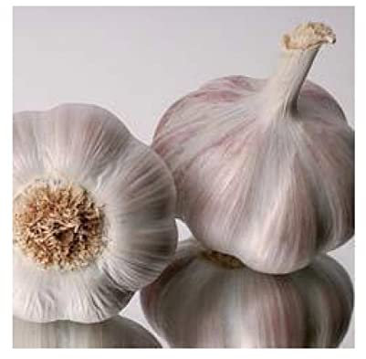 Ajo de siembra seleccionado morado 500gr, listos para usar