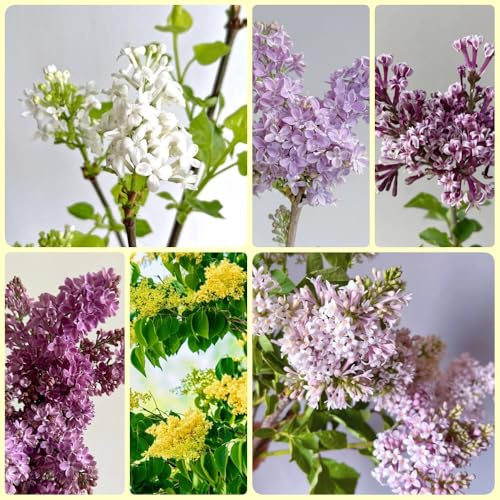 Semi di lilla - Le da giardino sono resistenti Semi di lilla - arbusti resistenti balcone semi di campo da giardino, semi di regali 50pcs
