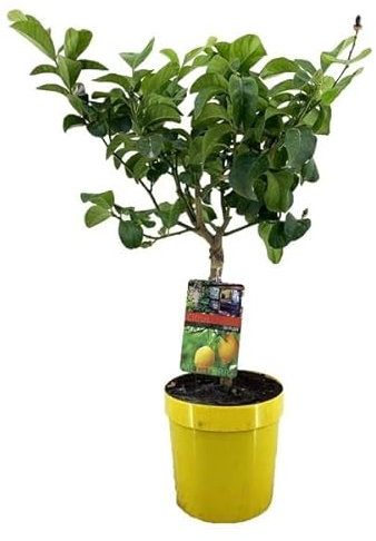 DECOALIVE Limonero PREMIUM Árbol Natural Citrus Limon