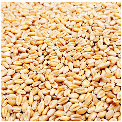 Petigi Mangime di grano 5-30 kg di pollo, mangime per uccelli, cereali per polli, cibo, chicchi di grano, mangime per pollo, cereali, uccelli selvatici, mangime per conigli, raccolta 2023, peso: 5 kg