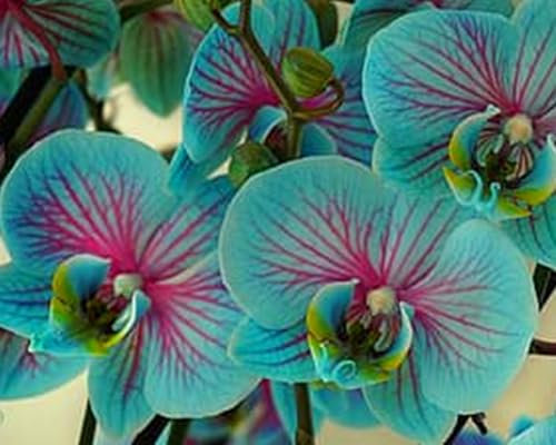 Vivace et brillant : bulbes d'orchidée cymbidium en vrac pour la plantation professionnelle de superbes présentoirs de jardin - 5 bulbes-E