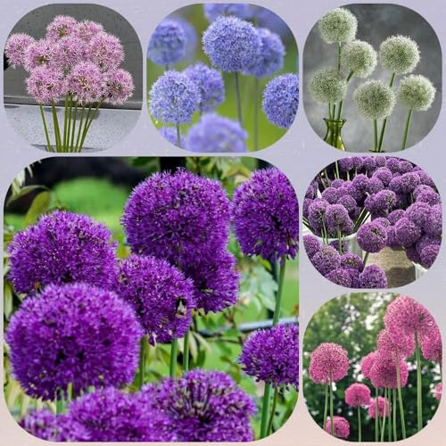 Bulbi di Allium Giganteum - decorativi bulbi Allium resistenti - perenni giardino bulbi di resistenti 10pcs