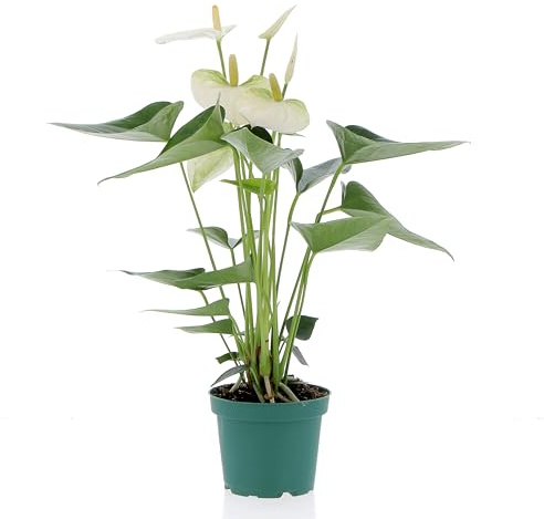 KENTIS - Anthurium Bianca Pianta Vera - Anturio - Fiorita da Interni Purifica Aria - Appartamento - H 35/45 cm Vaso Ø 12 cm