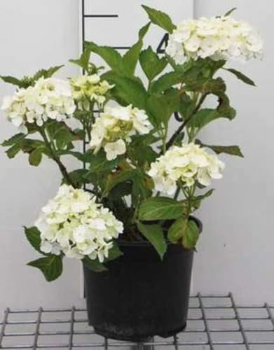 Hydrangea macr. 'Soeur Therese' - Hortensia 'Soeur Thérèse' 25-30 cm en pot