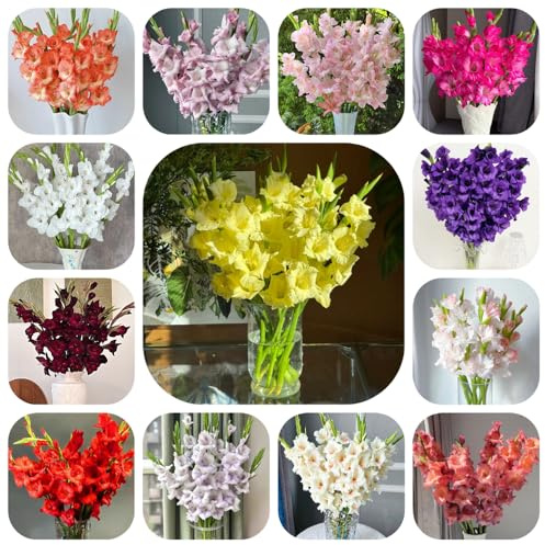 bulbi di gladioli resistenti, in vaso giardino interno 12pcs