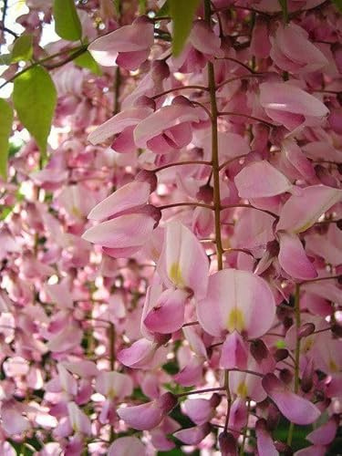 Glicine Wisteria Brachybotrys Showa Beni pianta innestata rampicante in vaso ø18 cm con canna h. 150 cm Vivaio di Castelletto