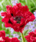 BALDUR Garten Papaver 'Red Rumble',2 Knollen, Starke Stiele & kompakter Wuchs,Extra-große Blüten über viele Wochen,Robust & winterhart,Papaver orientale