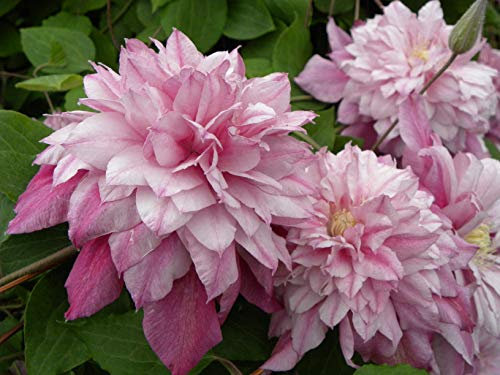 Clématite Patricia Ann Fretwell 'Pafar' C 2 Litres