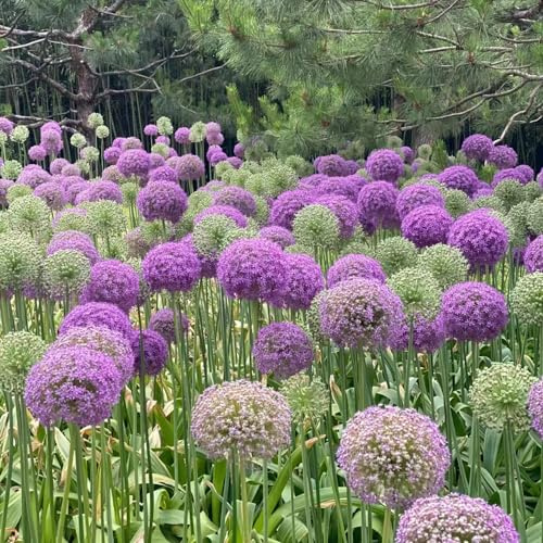 bulbi di allium (Allium giganteum) tappezzante resistente decorazioni giardino per esterni rari in vaso balcone 5pcs