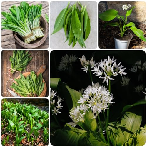 500 Pcs Bärlauch Samen Mehrjährig Winterhart - Allium Ursinum - Hochbeet Samen, Kräutergarten Balkon Bärlauch Kräuter Samen, Samen Gemüse, Kräutersamen Nachhaltige Geschenke, Gemüsepflanzen