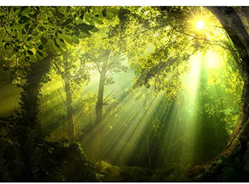 Runa Art Fototapete Wald Sonne 352 x 250 cm Vlies Tapeten XXL Moderne Wandtapete Wohnzimmer Schlafzimmer Grün 9102011a