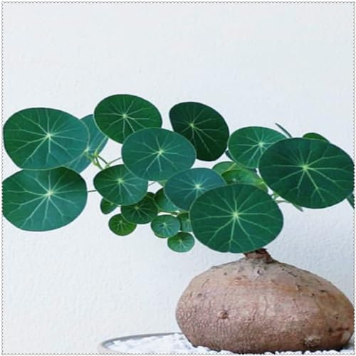 CFGRDEW Stephania erecta climbing greenery Stephania erecta zwiebeln stephania erecta knolle stephania erecta pflanze Geeignet für Gärten und Töpfe-1Zwiebeln-D